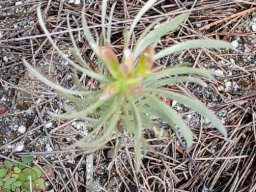 Leucadendron seedling